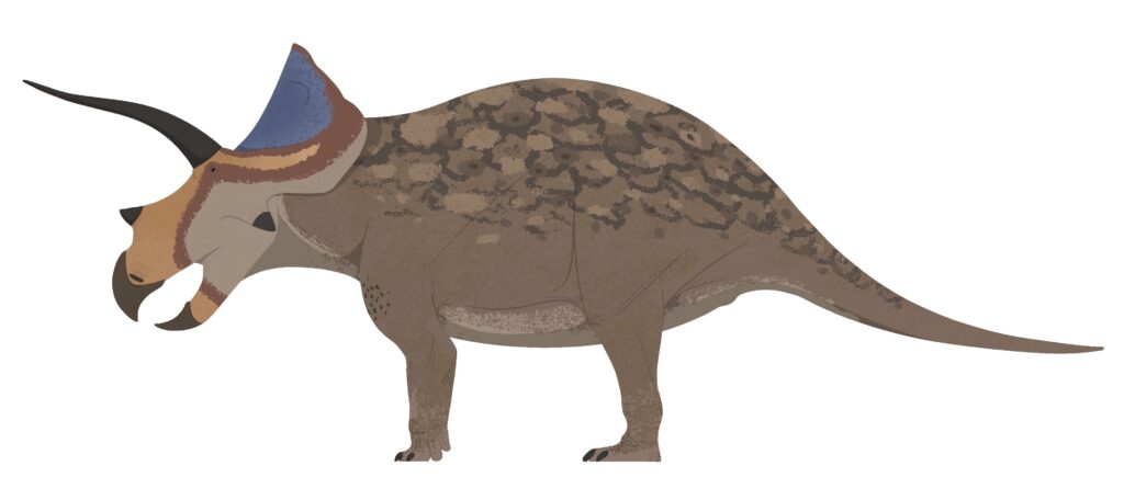Illustration of a Styracosaurus dinosaur in profile. The creature has a brown, patterned body, with distinct long black horns and a vibrant blue and orange frill.