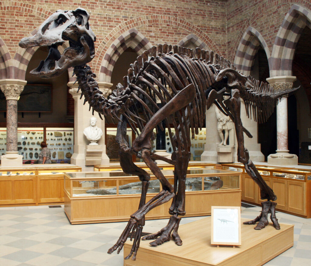 Dinosaur skeleton exhibit in a museum with arched, brick walls; a large, detailed skeleton on a wooden platform, surrounded by glass cases and stone busts.