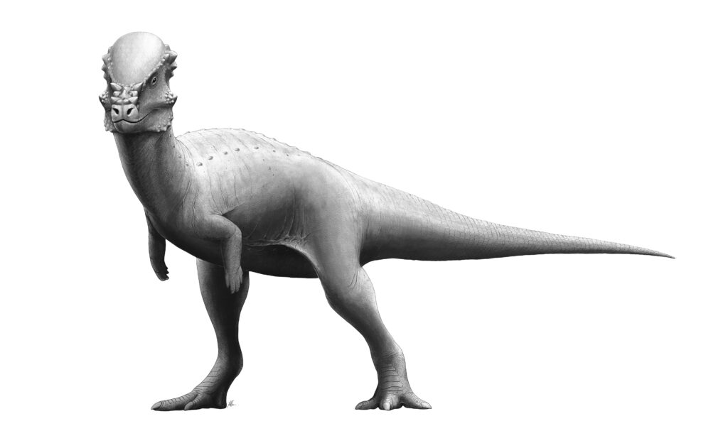 A realistic illustration of a Pachycephalosaurus on a white background, showcasing its distinctive thick, domed skull, short arms, and long tail.