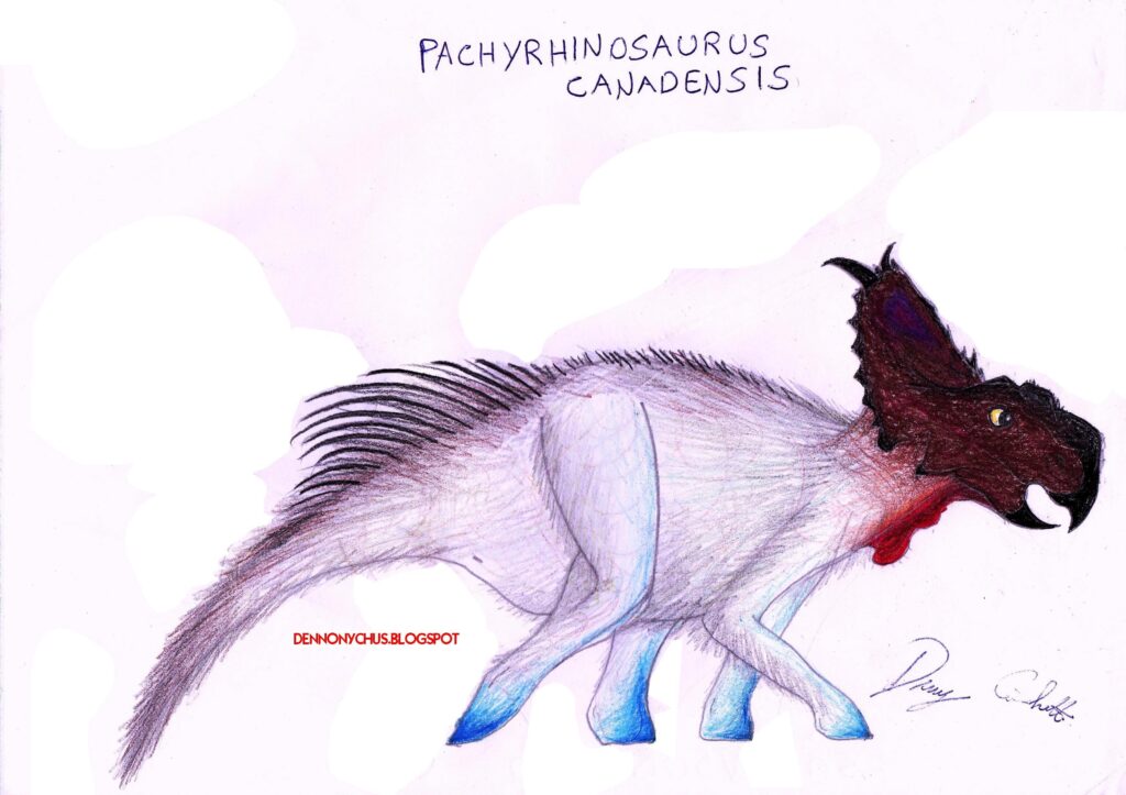 Drawing of a Pachyrhinosaurus canadensis with red frill and dark brown head. The body is light blue with gray shading. Calm expression, walking stance.