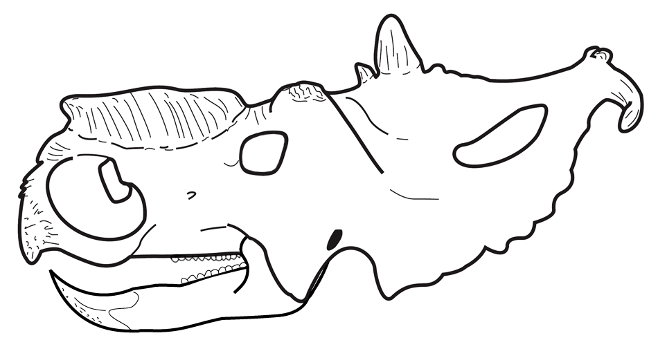 Line drawing of a dinosaur skull with large, curved horns above the eyes and an elongated frill. The style is simple and cartoon-like.