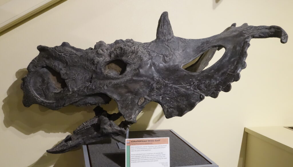 Cast of a ceratopsian dinosaur skull, showcasing large frill and horn structures. The dark gray fossil is mounted on a display with an informational plaque.