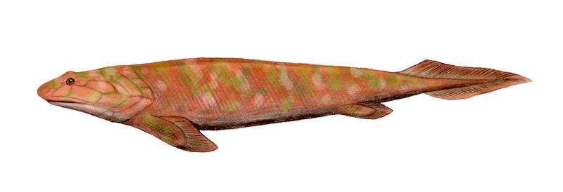 Panderichthys 