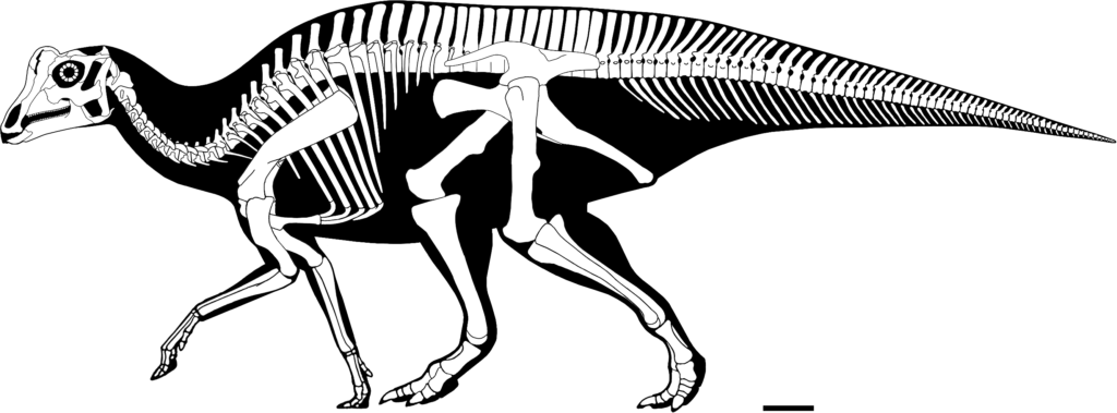 Skeletal Drawing of a Parasaurolophus