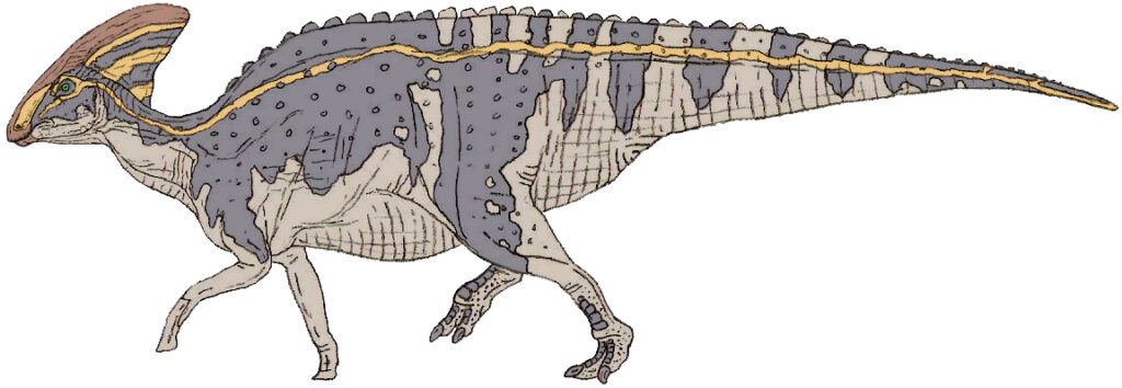 Illustration of a Parasaurolophus dinosaur, with a distinct crest and elongated body. It features a gray and beige color pattern with orange accents.