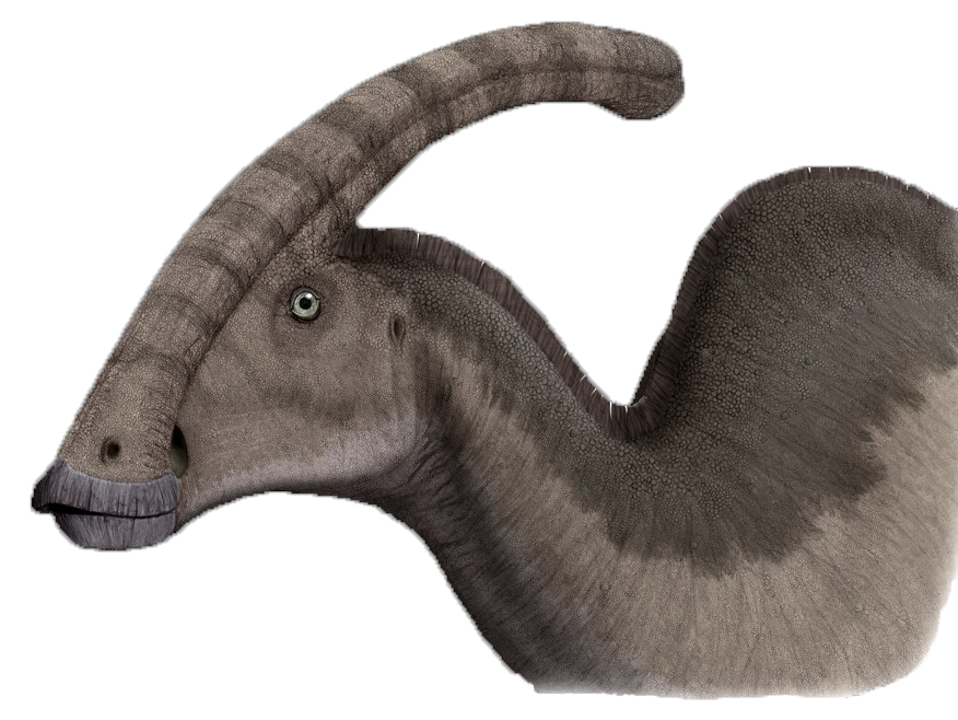 Illustration of a Parasaurolophus, a dinosaur with a long, curved crest on its head and textured gray skin. It appears calm and majestic.