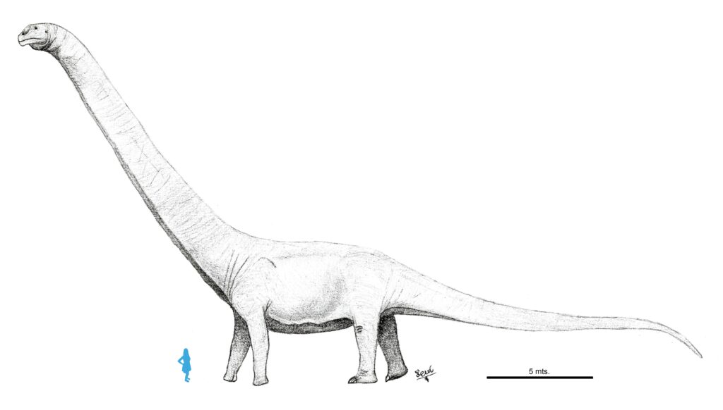 Drawing of a long-necked dinosaur with a small human figure for scale. The dinosaur towers over the person, highlighting its massive size.