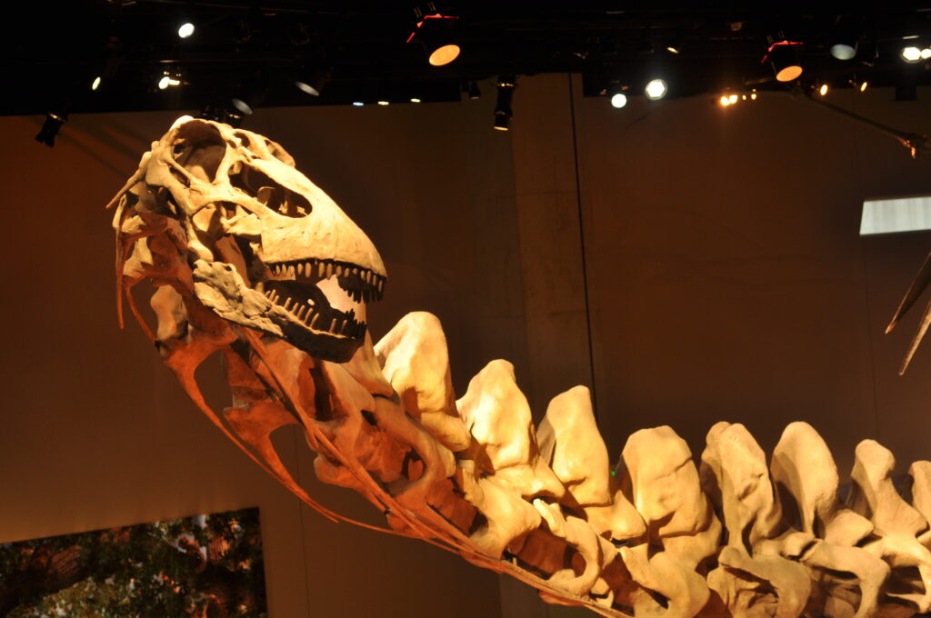 Dinosaur skeleton exhibit with a large skull and curved neck bones under spotlights in a museum. The tone is educational and awe-inspiring.