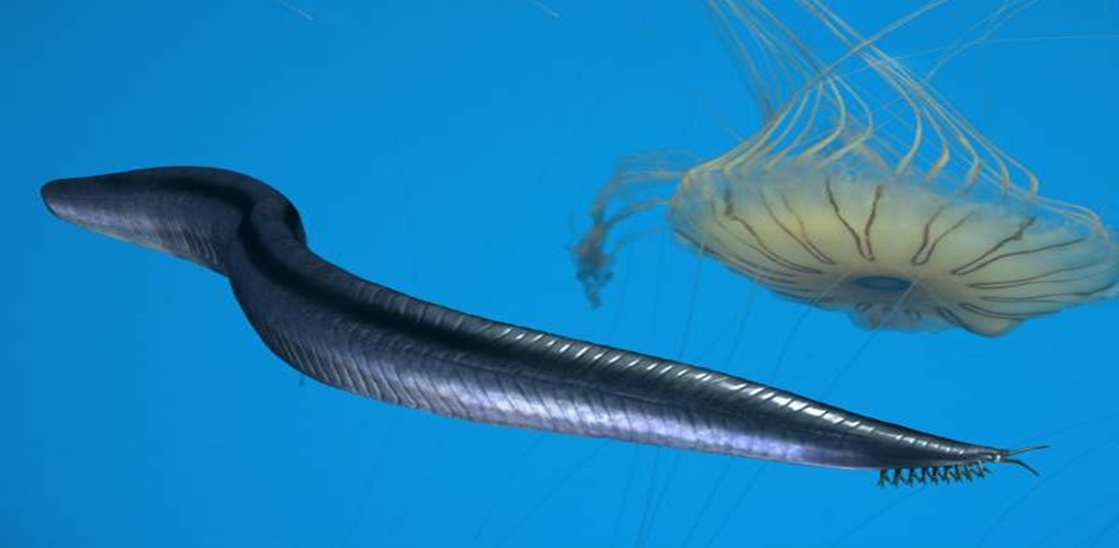 The Earliest Known Chordate