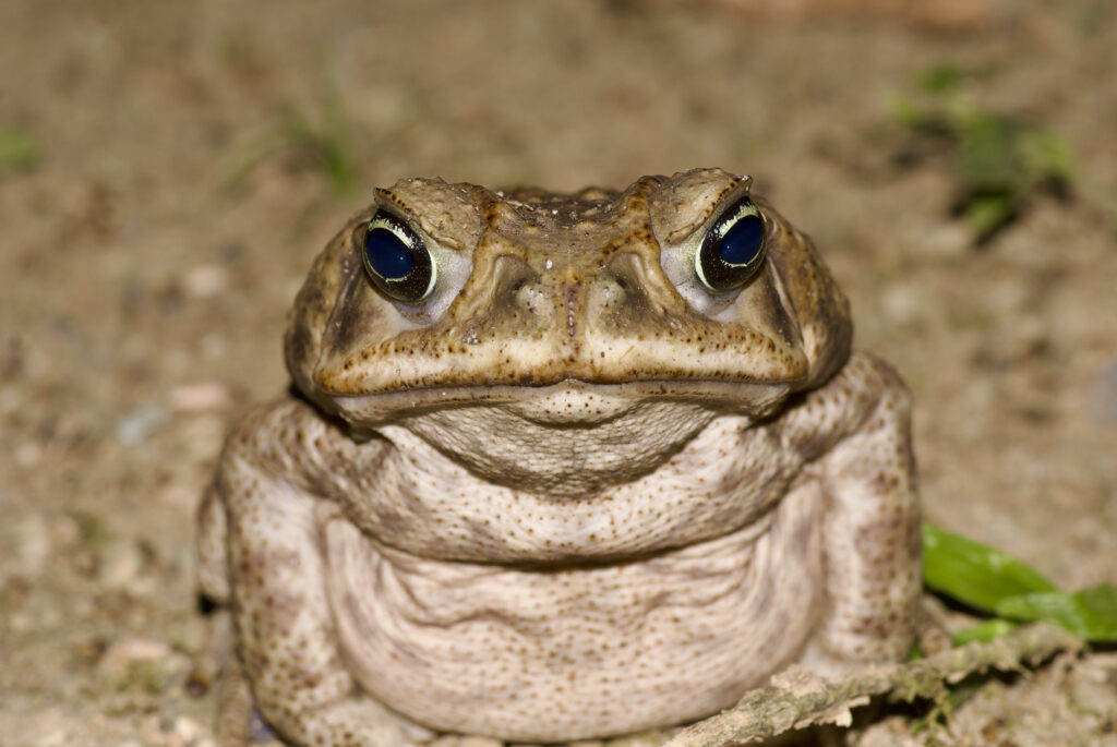 Close-up of a brown toad with speckled skin sitting on soil. Its large, expressive eyes reflect light, conveying a calm yet alert demeanor.