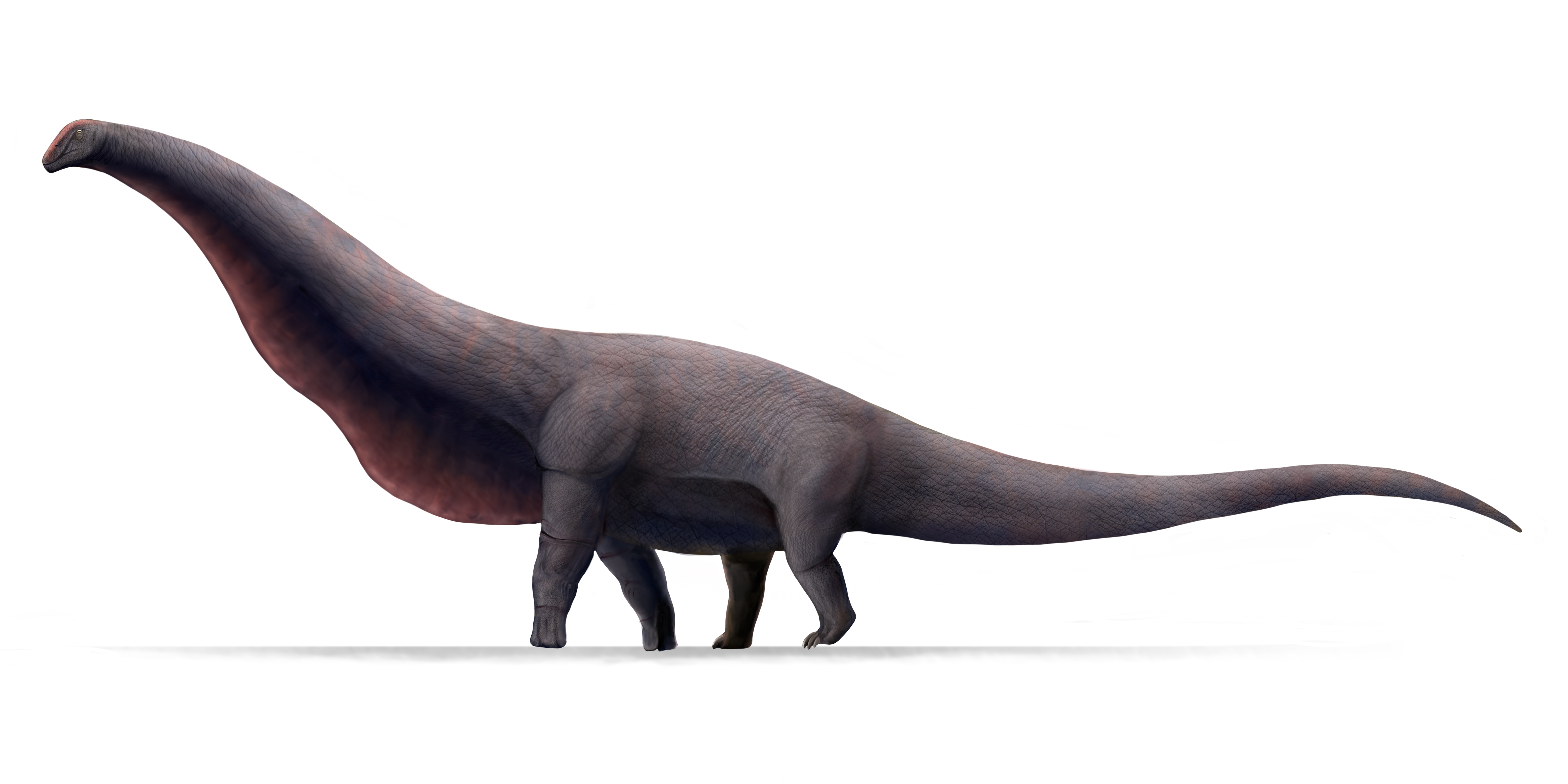 Illustration of a large, long-necked dinosaur with a massive body and long tail. Its textured skin is a mottled gray-brown, creating a majestic presence.