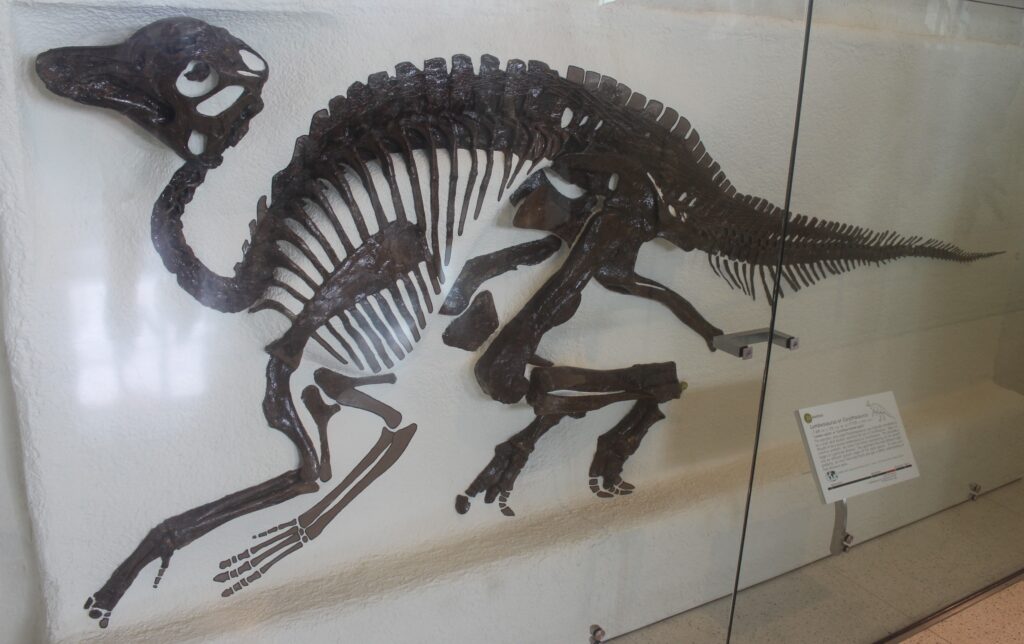 Fossilized dinosaur skeleton displayed in a glass case