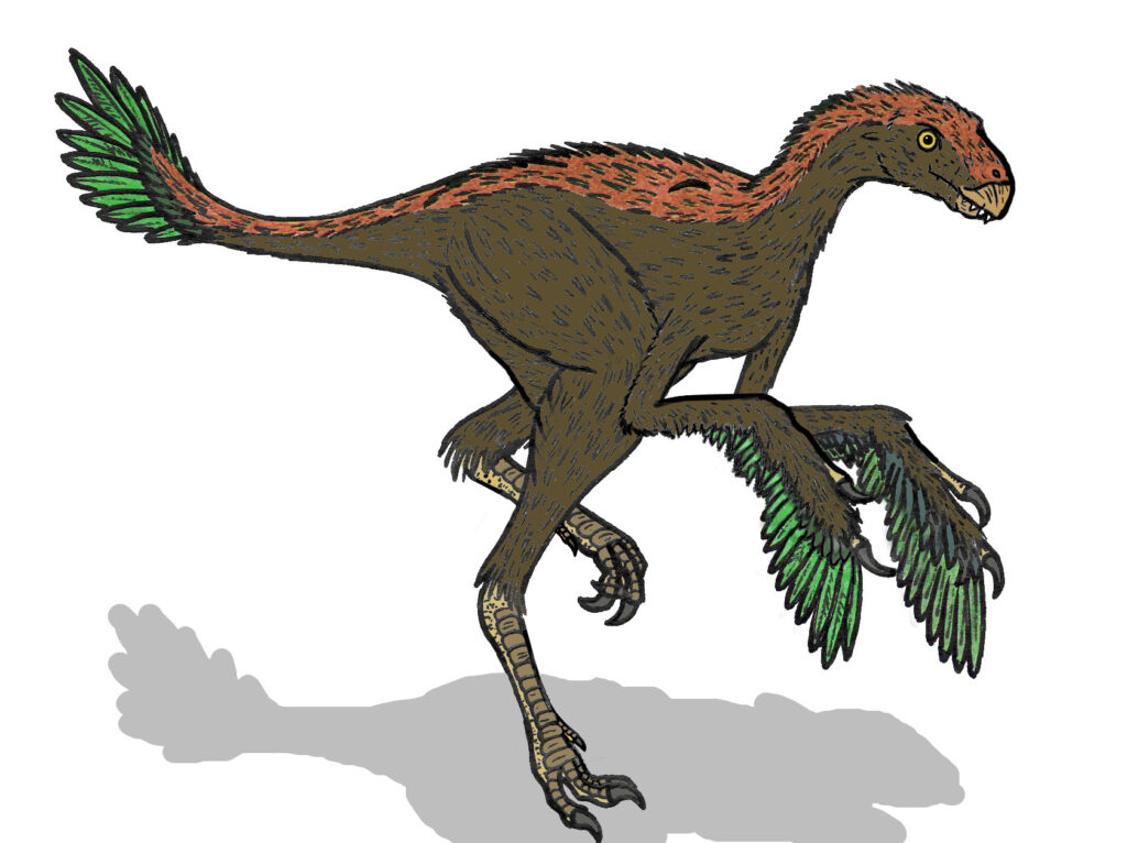 Illustration of a dinosaur with brown feathers, a red and orange crest, and green-tipped wings. It stands on two legs, conveying agility and alertness.