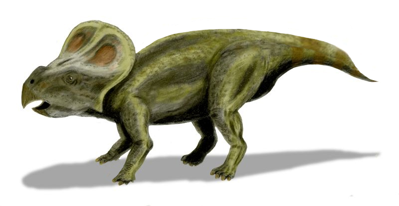 Illustration of a Psittacosaurus, a small, green, dinosaur with a large, rounded frill on its head and beak-like mouth, standing on four legs against a white background.