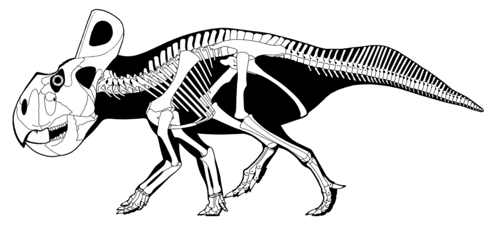 Skeletal Drawing of a Protoceratops