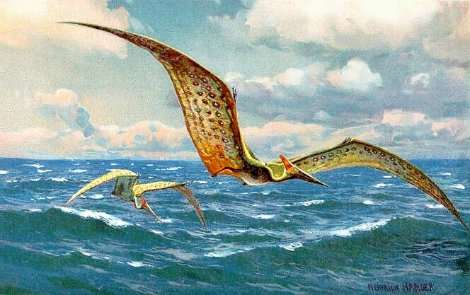 Two pteranodon with elongated wings