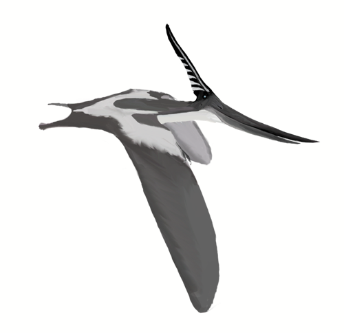 A grey pteranodon with large wings, a long beak, and a pointed crest glides against a white background, conveying a sense of ancient elegance and flight.