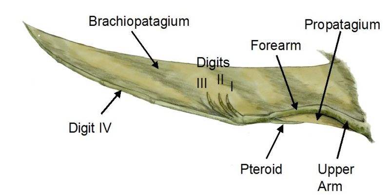 Pterosaur wing