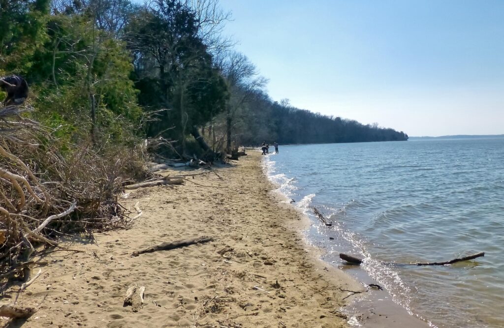 Sandy beach with scattered driftwood, bordered by lush trees and calm blue water; two people walk along the shore under a clear sky, conveying tranquility.