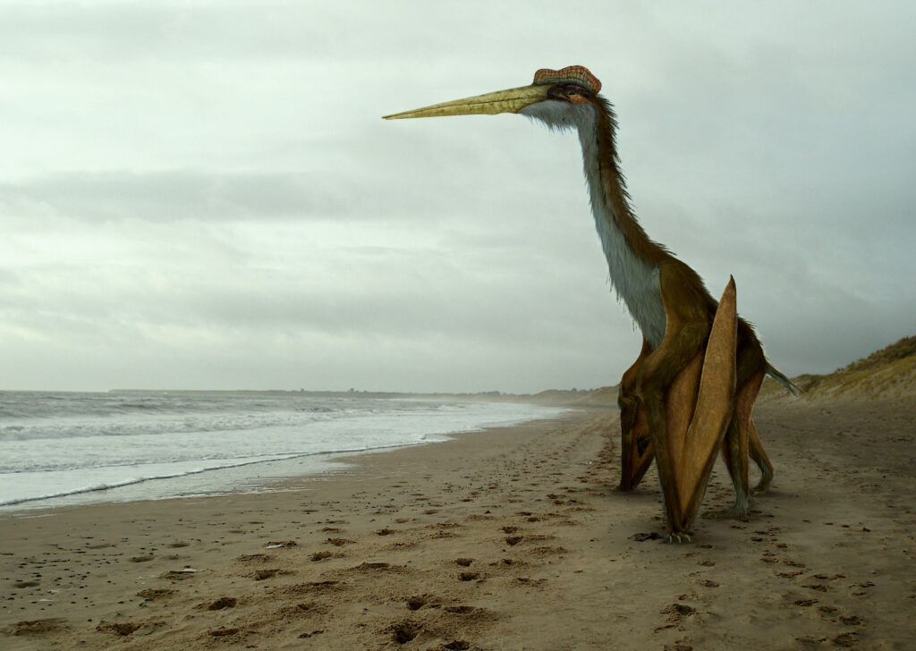 bird with a long beak