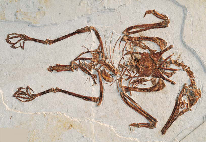 Fossilized bird skeleton on beige rock, showing detailed bones of wings, legs, and long beak. The pose is spread open, conveying an ancient, preserved moment.