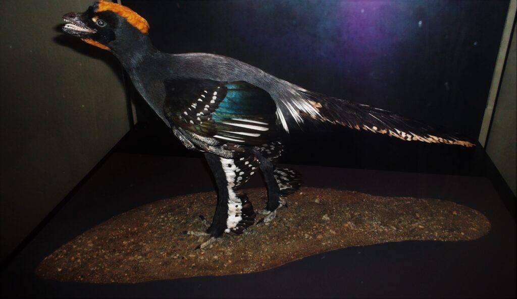 Dinosaur replica resembling a bird with vibrant orange and black head, iridescent wings, and long tail, displayed on a dark, rocky surface.