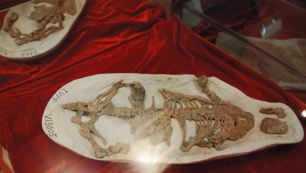 Fossilized skeleton of a dinosaur displayed in a white frame on a red velvet background, highlighting its preserved bones.