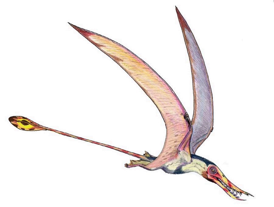 Rhamphorhynchus