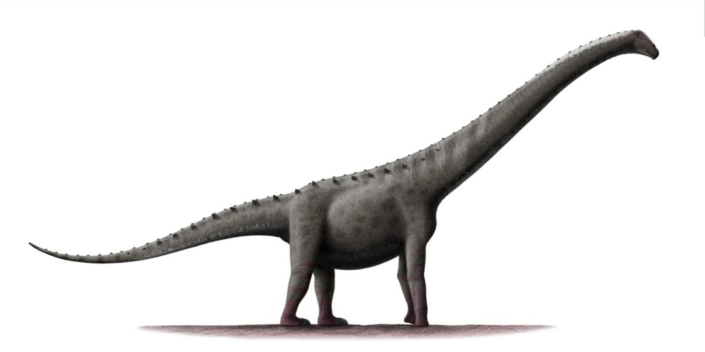 Illustration of a large, gray sauropod dinosaur with a long neck and tail, standing on four legs against a white background, conveying a calm mood.