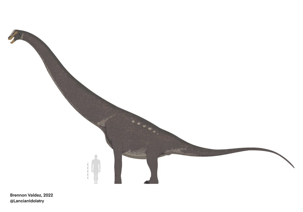 Illustration of a large, long-necked dinosaur, likely a sauropod, with a human silhouette for scale, highlighting the dinosaur's immense size.