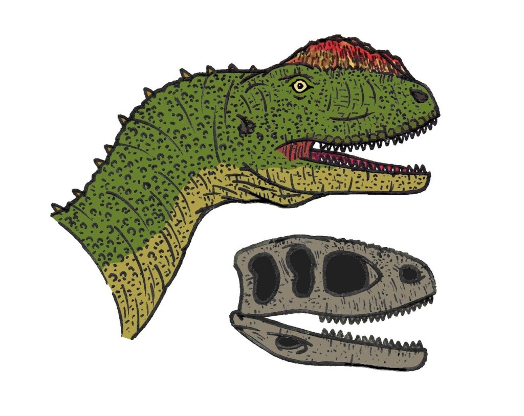 Illustration of a green dinosaur head with red crest and open mouth, showing sharp teeth. Below is its grey skull with prominent eye sockets, depicting a prehistoric creature.