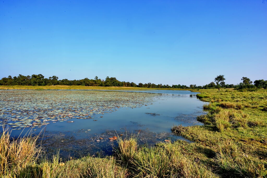 Serene landscape of a tranquil pond with floating plants under a clear blue sky. Grassy banks line the right side, leading to distant trees.