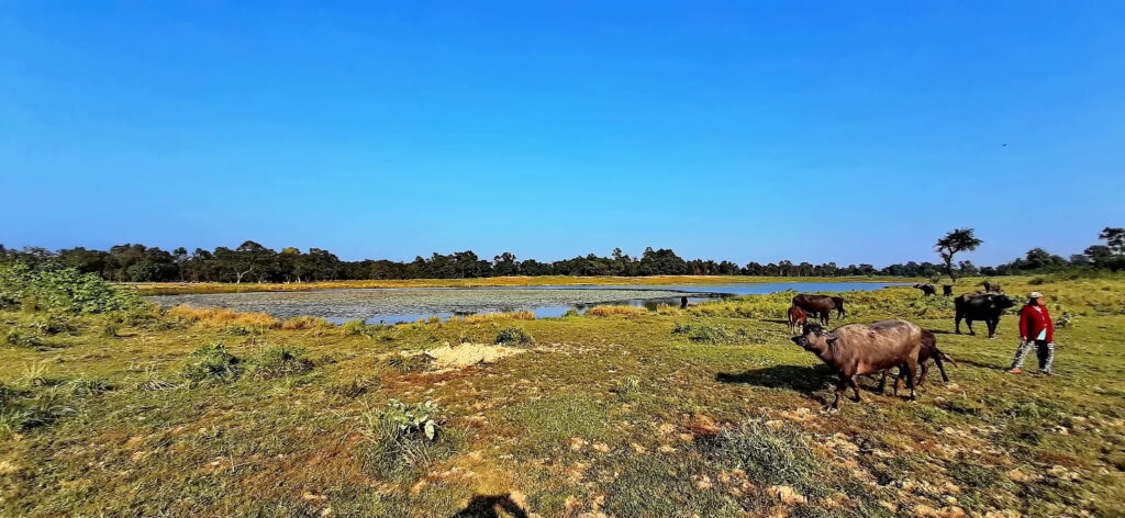 A serene landscape with a bright blue sky over a pond bordered by trees. In the foreground, buffalo graze on grassy terrain, accompanied by a person in a red jacket.