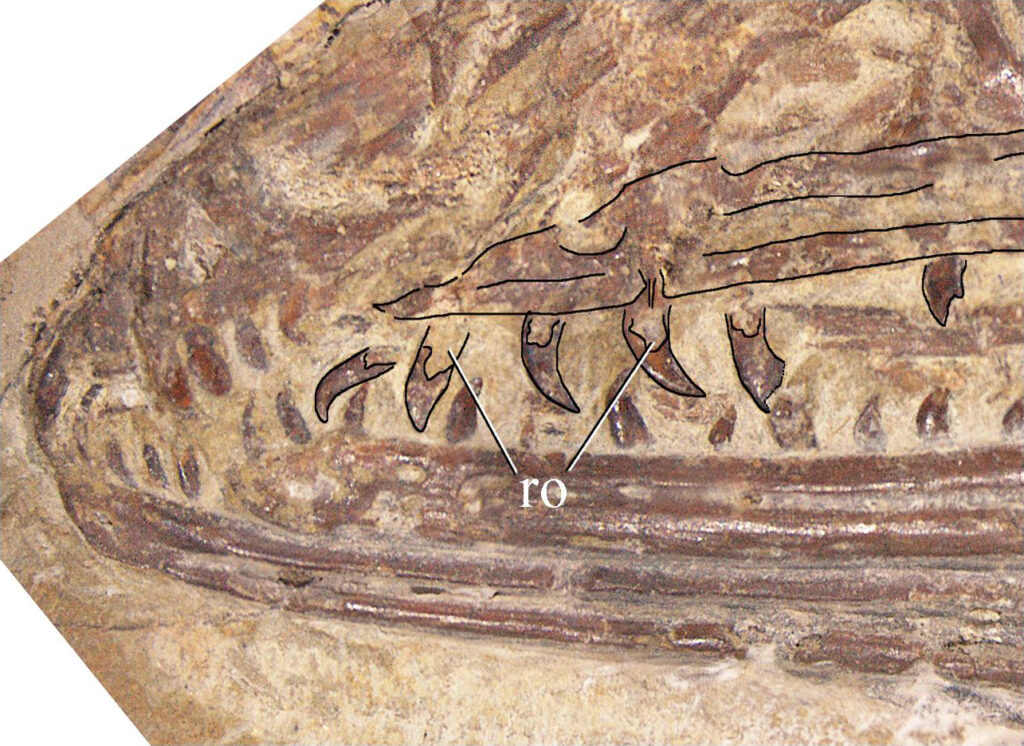 Close-up of a fossil with detailed skeletal markings.