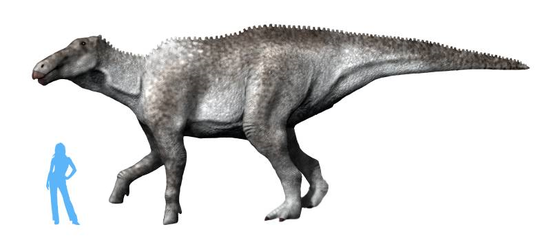 A large gray dinosaur stands on four legs, with a long tail and textured skin. A small blue human silhouette beside it shows the dinosaur's immense size.