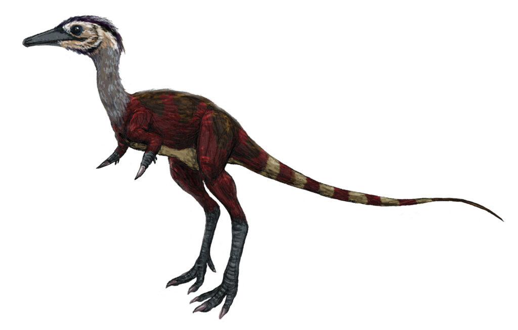 Illustration of a small dinosaur with feathers, a long tail, and sharp claws. It features a red and brown color pattern, evoking a lively, dynamic tone.