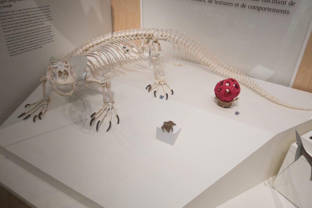 Skeleton of a Komodo dragon displayed in a museum, accompanied by a red fruit model and a spiky object on a white pedestal. Educational exhibit setting.
