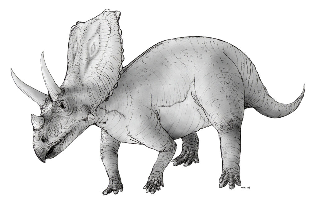 Illustration of a Chasmosaurus dinosaur in grayscale. It features a large frilled head, three horns, a robust body, and a textured, scaly skin.