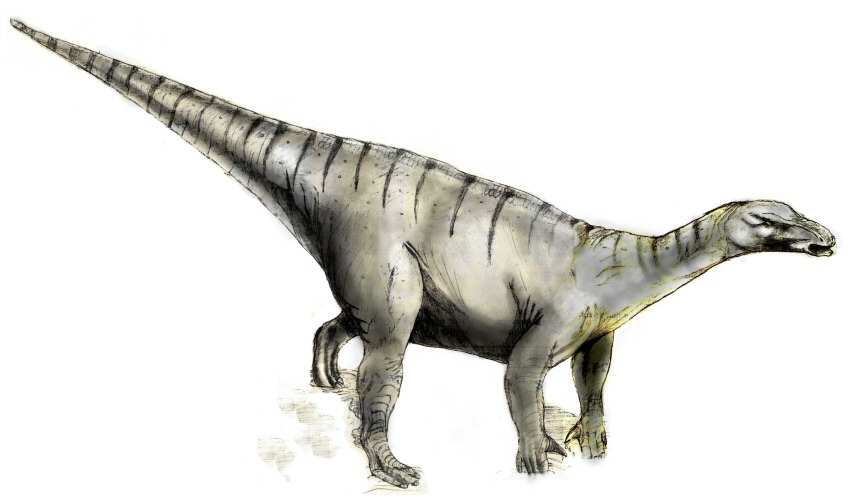 A large, gray dinosaur with a long neck and tail, four sturdy legs, and subtle dark stripes along its body, depicted in a slightly textured illustration.