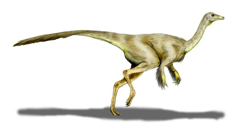 Illustration of a slender, feathered dinosaur with long legs and neck, running with a focused expression. Its elongated tail balances its body.