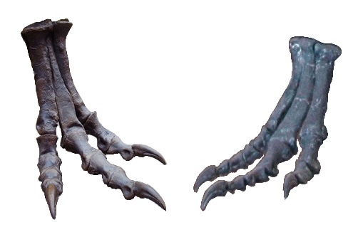 Tyrannosaurus rex (left) and Allosaurus atrox (right) feet, not to scale