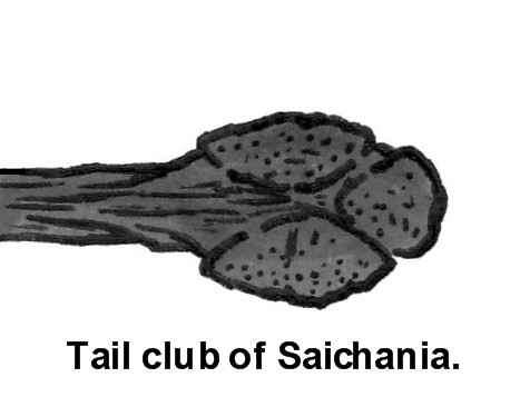 Tail club of Saichania