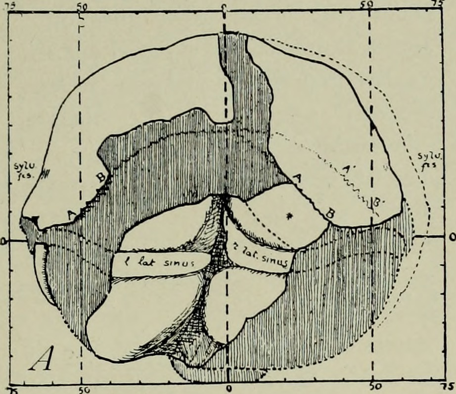 The American Museum journal