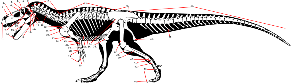 Skeletal Drawing of a Theropod Dinosaur