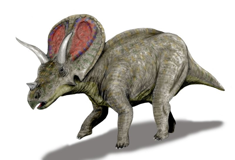 A Torosaurus with a textured, gray-green body, two large horns above its eyes, and a smaller horn on its nose. It has a colorful frilled head and appears alert.