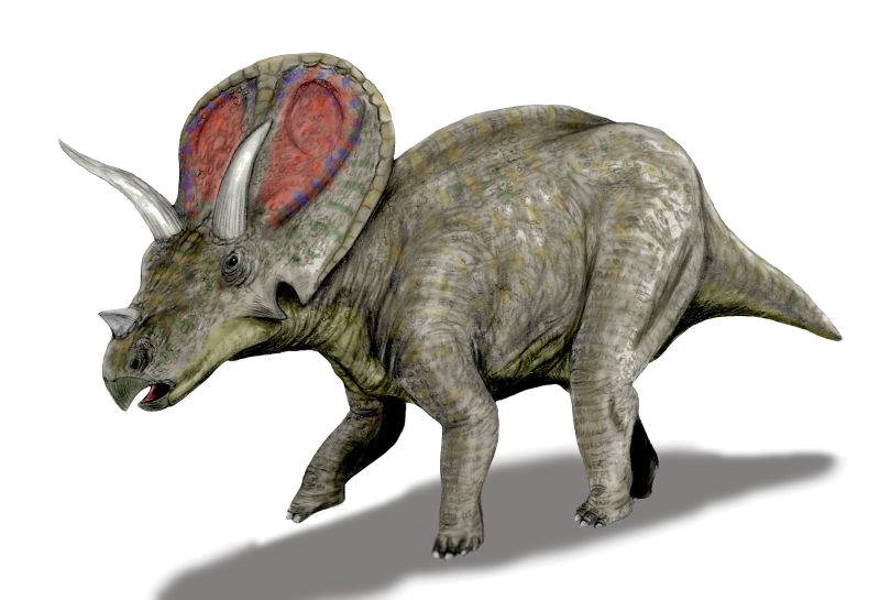 Illustration of a dinosaur with a textured, grayish body and prominent frill and horns. It stands on four legs, appearing alert.
