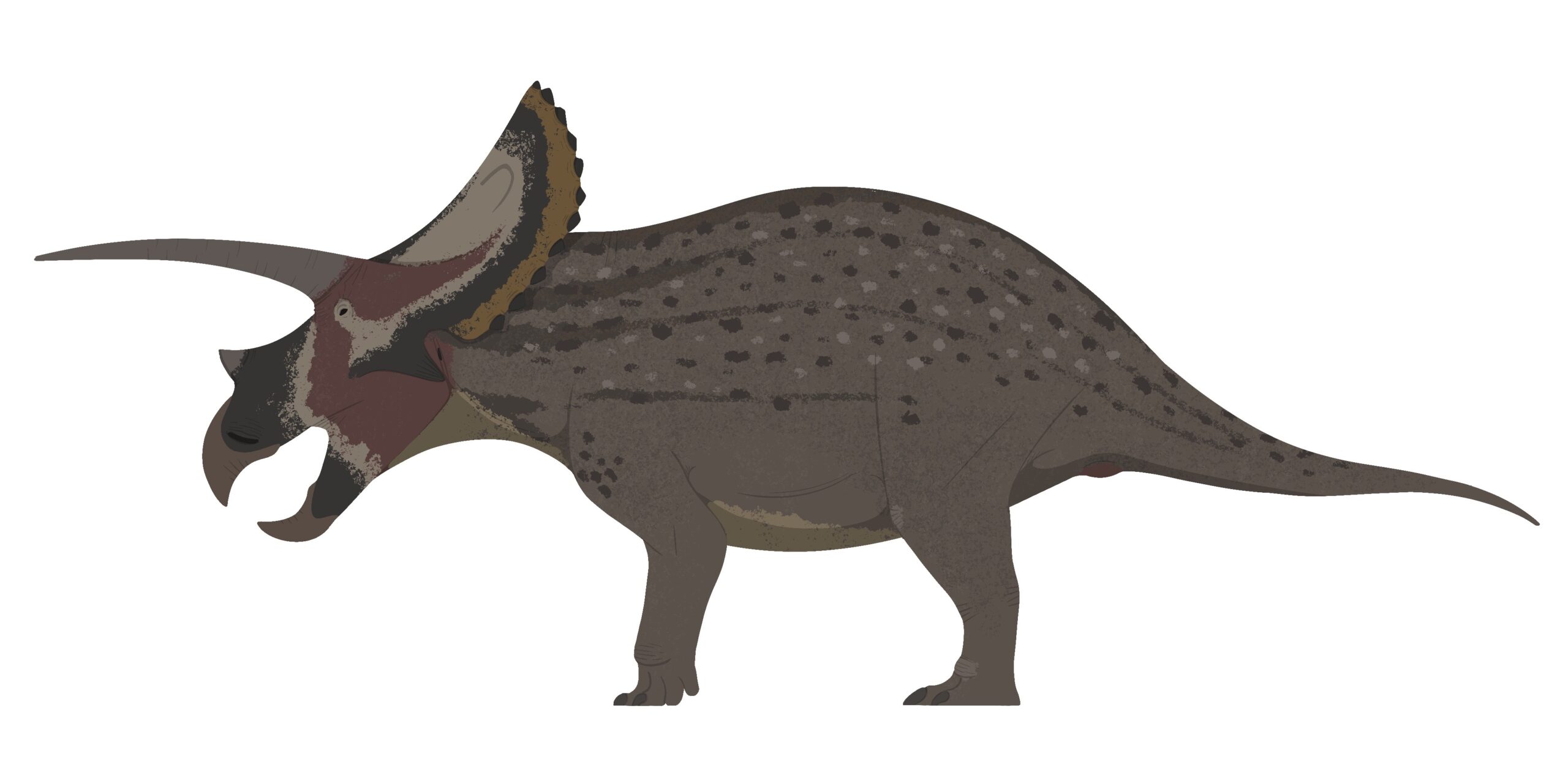 Illustration of a dark brown dinosaur with a spiked frill and three horns. It has a speckled pattern and a robust body, standing in profile.