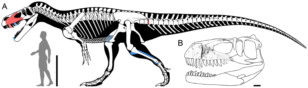 Skeletal Drawing of a Torvosaurus