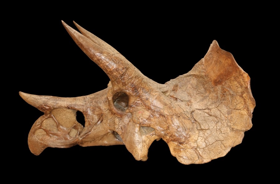 Triceratops skull fossil against a black background, showcasing large, curved horns and a bony frill. The texture is rough, evoking ancient history.