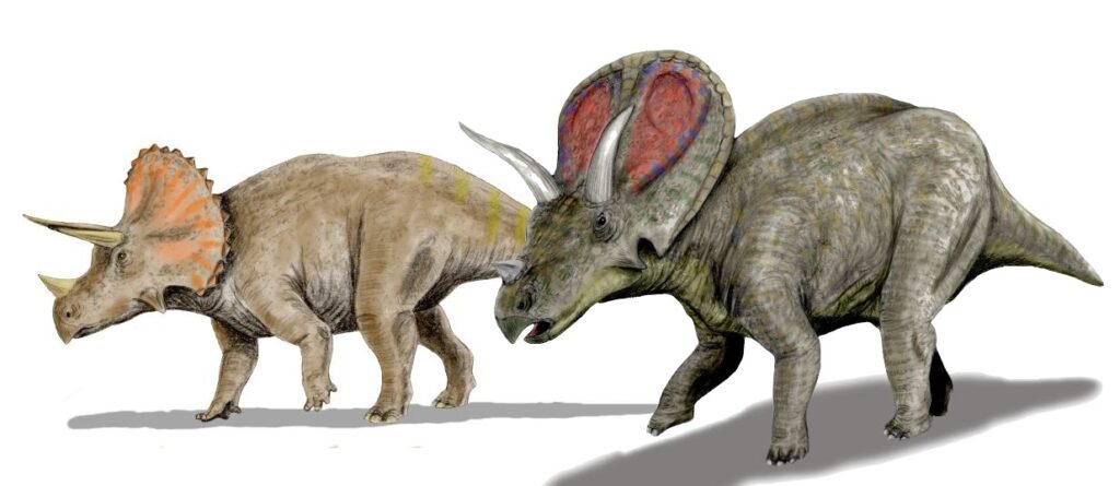 Illustration of two horned dinosaurs, a Torosaurus with an orange frill and a chasmosaurus with a multicolored frill, both walking on a white background.